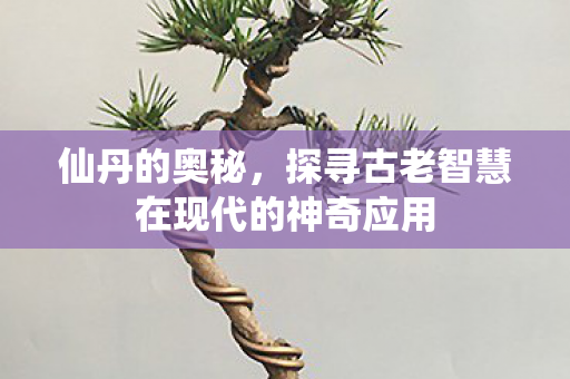仙丹的奥秘，探寻古老智慧在现代的神奇应用
