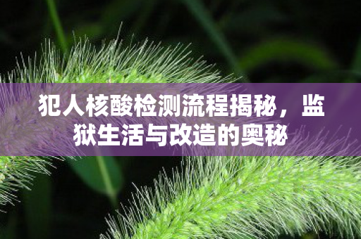 犯人核酸检测流程揭秘，监狱生活与改造的奥秘