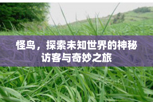 怪鸟，探索未知世界的神秘访客与奇妙之旅