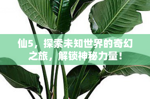 仙5，探索未知世界的奇幻之旅，解锁神秘力量！