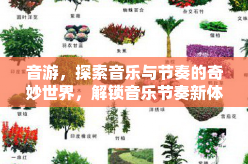 探索音乐与节奏的奇妙世界图片