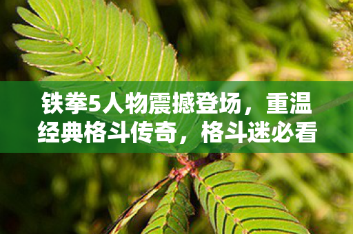 铁拳5人物震撼登场,重温经典格斗传奇,格斗迷必看的精彩瞬间! 铁拳5人物震撼登场,重温经典格斗传奇,格斗迷必看的精彩瞬间!