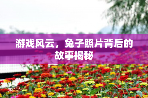 游戏风云，兔子照片背后的故事揭秘