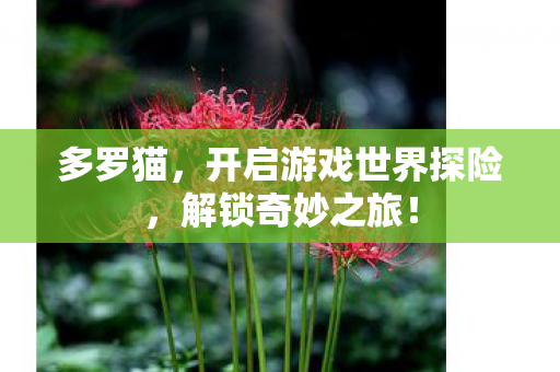 多罗猫,开启游戏世界探险,解锁奇妙之旅! 多罗猫,开启游戏世界探险,解锁奇妙之旅!