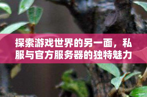 私服与官方服务器的独特魅力及影响图片