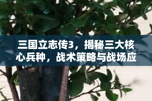战术策略与战场应用图片
