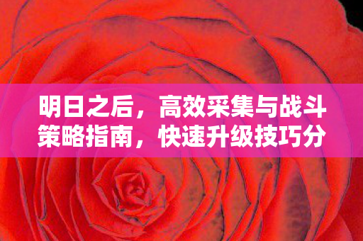 高效采集与战斗策略指南图片