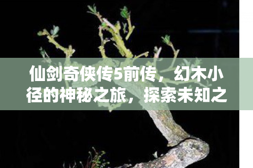 幻木小径的神秘之旅图片
