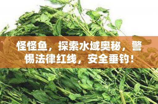 怪怪鱼,探索水域奥秘,警惕法律红线,安全垂钓! 怪怪鱼,探索水域奥秘,警惕法律红线,安全垂钓!