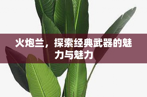 火炮兰，探索经典武器的魅力与魅力