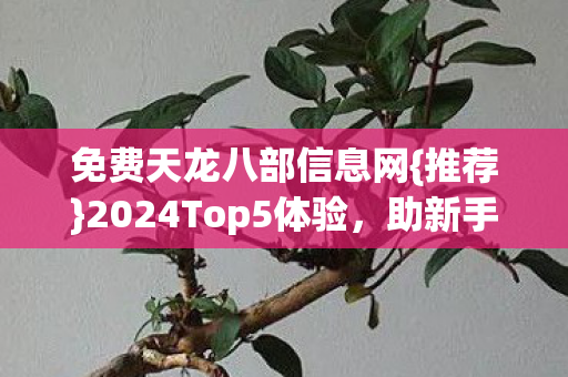 2024Top5体验图片