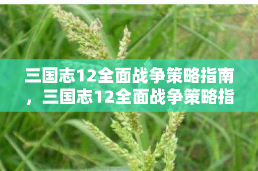 三国志12全面战争策略指南，三国志12全面战争策略指南，打造无敌军团，征服三国乱世！