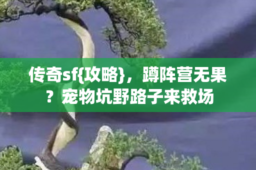传奇sf{攻略}，蹲阵营无果？宠物坑野路子来救场