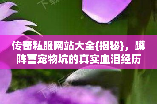 传奇私服网站大全{揭秘}，蹲阵营宠物坑的真实血泪经历