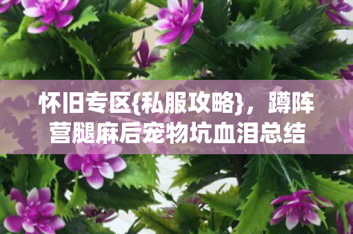 怀旧专区{私服攻略}，蹲阵营腿麻后宠物坑血泪总结