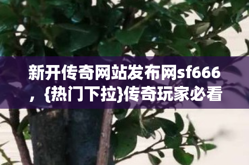 新开传奇网站发布网sf666图片