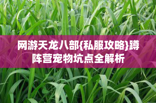 蹲阵营宠物坑点全解析图片