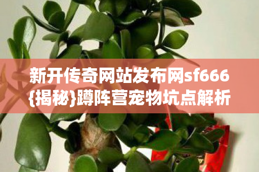 新开传奇网站发布网sf666图片