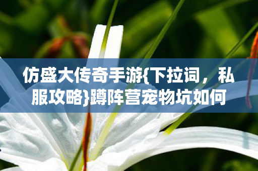 蹲阵营宠物坑如何破局图片