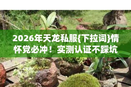 2026年天龙私服图片