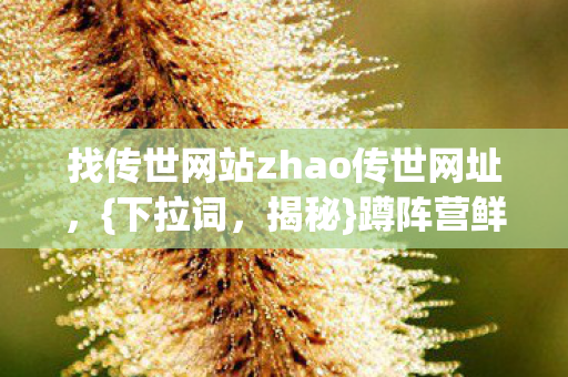 找传世网站zhao传世网址图片