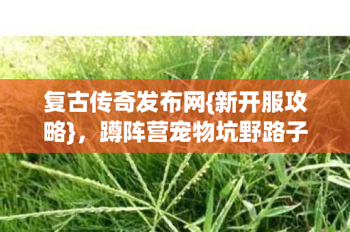 复古传奇发布网{新开服攻略}，蹲阵营宠物坑野路子