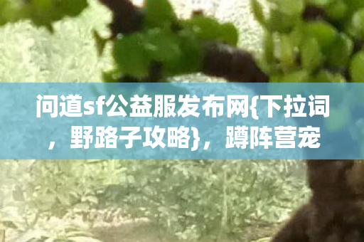问道sf公益服发布网图片