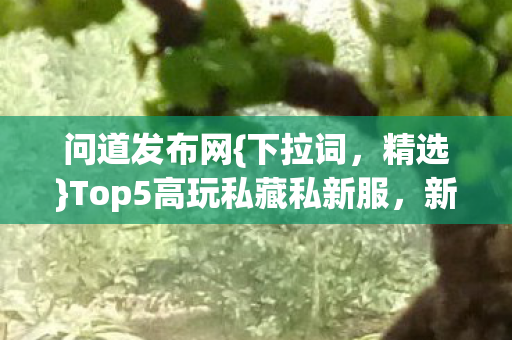 Top5高玩私藏私新服图片