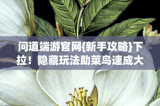 隐藏玩法助菜鸟速成大神图片