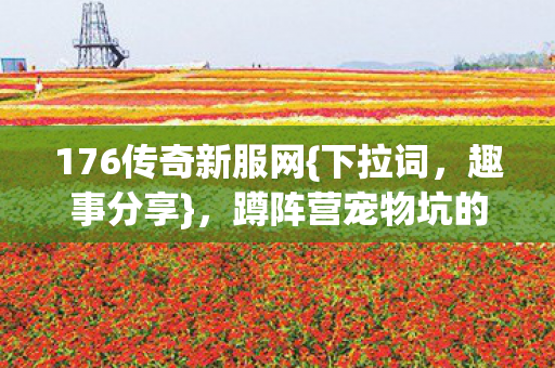 蹲阵营宠物坑的难忘退游经历图片