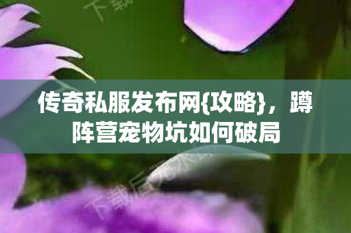 蹲阵营宠物坑如何破局图片