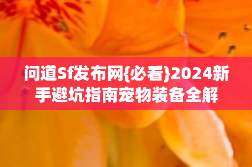 2024新手避坑指南宠物装备全解图片