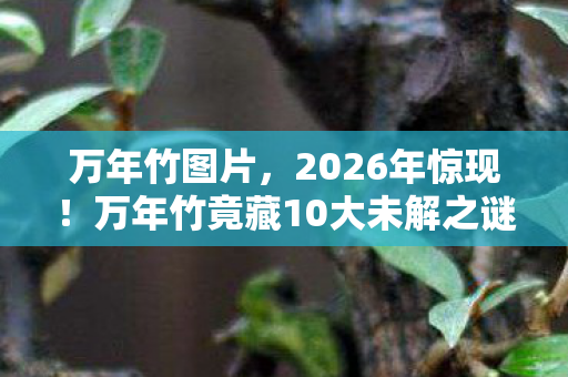 万年竹图片,2026年惊现!万年竹竟藏10大未解之谜,真相等你揭晓! 万年竹图片,2026年惊现!万年竹竟藏10大未解之谜,真相等你揭晓!
