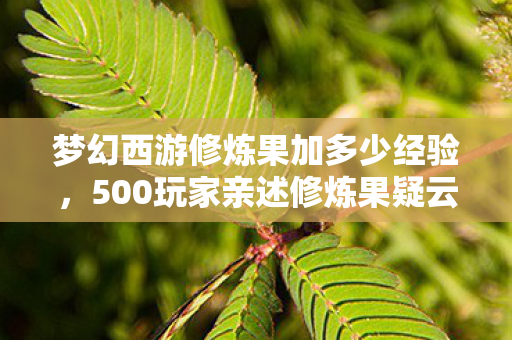 梦幻西游修炼果加多少经验图片