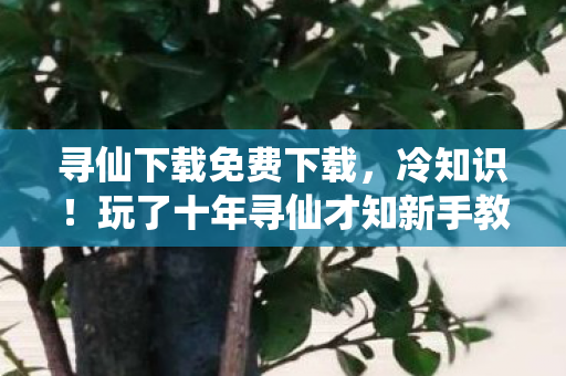 玩了十年寻仙才知新手教程暗藏玄机图片