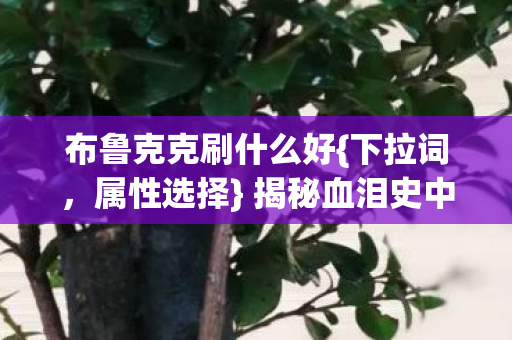 布鲁克克刷什么好{下拉词，属性选择} 揭秘血泪史中的真相