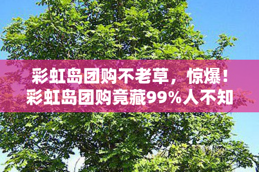 彩虹岛团购竟藏99图片