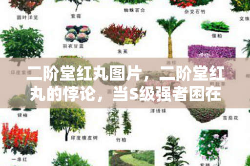 二阶堂红丸图片，二阶堂红丸的悖论，当S级强者困在C级人生，灵魂震颤的层级之问