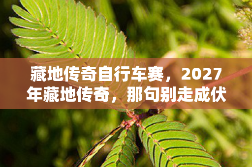 2027年藏地传奇图片