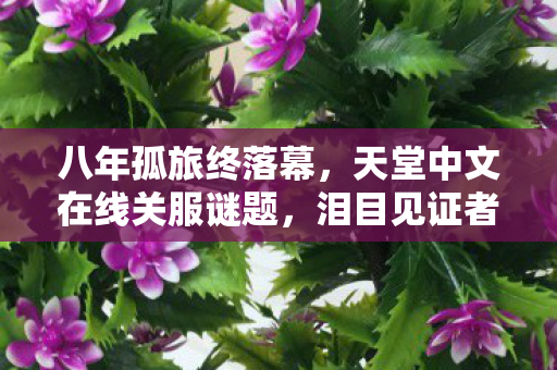八年孤旅终落幕,天堂中文在线关服谜题,泪目见证者独白 八年孤旅终落幕,天堂中文在线关服谜题,泪目见证者独白