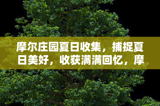 摩尔庄园夏日收集，捕捉夏日美好，收获满满回忆，摩尔庄园夏日回忆捕捉大作战