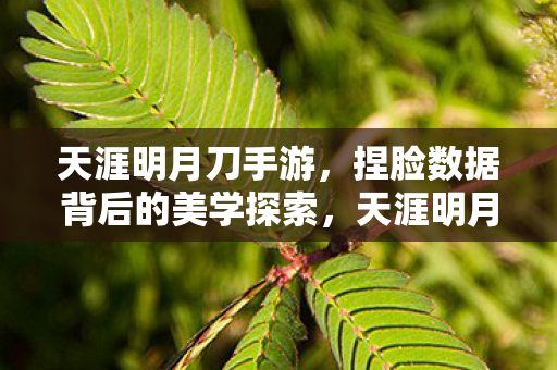 天涯明月刀手游，捏脸数据背后的美学探索，天涯明月刀手游，探索捏脸数据背后的美学奥秘
