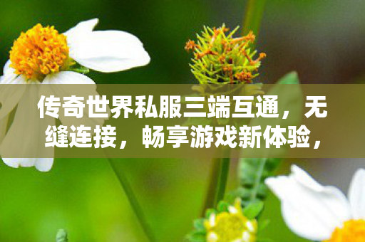 传奇世界私服三端互通，无缝连接，畅享游戏新体验，传奇世界私服三端互通，打造无缝游戏体验