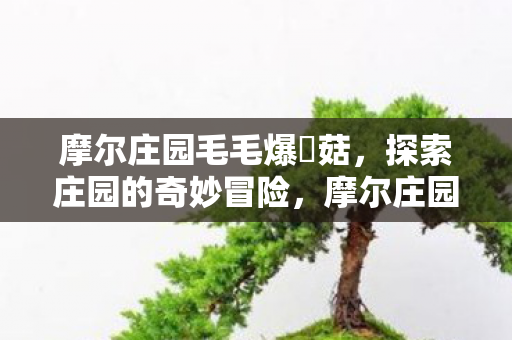 摩尔庄园毛毛爆囧菇，探索庄园的奇妙冒险，摩尔庄园，毛毛爆囧菇的奇妙冒险之旅
