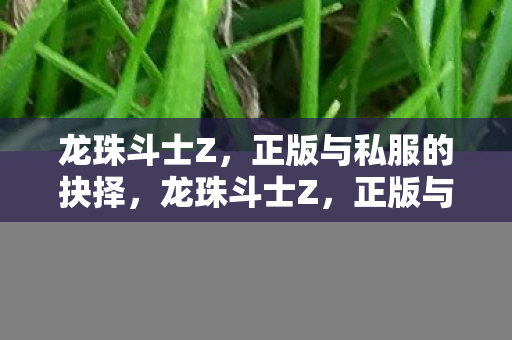 龙珠斗士Z，正版与私服的抉择，龙珠斗士Z，正版与私服，如何抉择？