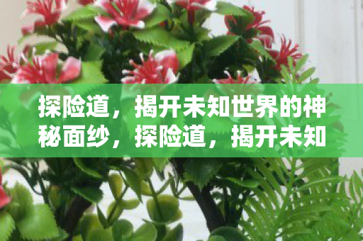 探险道，揭开未知世界的神秘面纱，探险道，揭开未知世界的神秘面纱