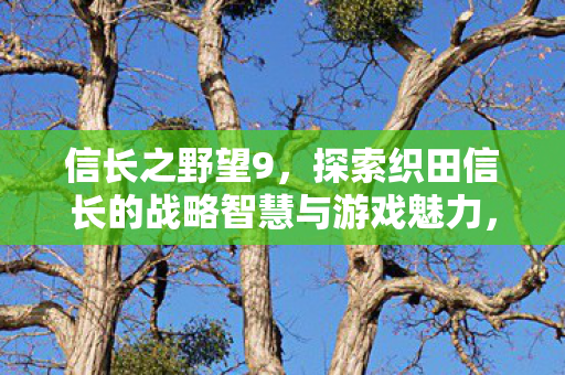 信长之野望9，探索织田信长的战略智慧与游戏魅力，信长之野望9，织田信长的战略智慧与游戏魅力探索