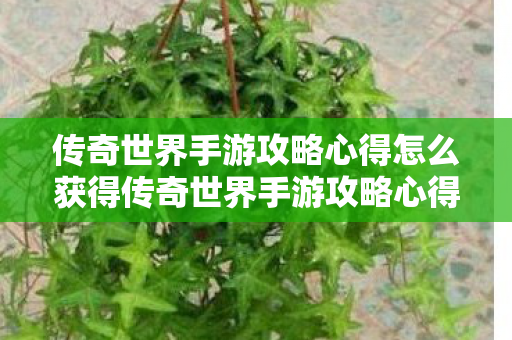 传奇世界手游攻略心得怎么获得传奇世界手游攻略心得图片