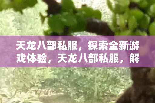 天龙八部私服，探索全新游戏体验，天龙八部私服，解锁全新游戏体验