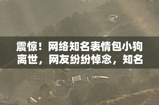 震惊！网络知名表情包小狗离世，网友纷纷悼念，知名表情包小狗离世，网友纷纷悼念